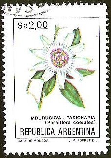 FLORES - MBURUCUYA - PASIONARIA