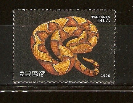 AGKISTRODON   CONTORTRIX