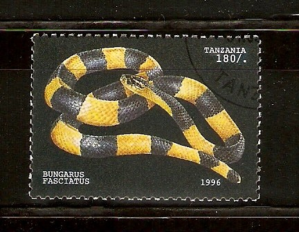 BUNGARUS   FASCIATUS