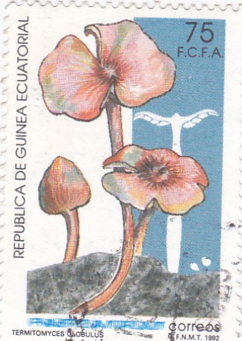 termitomyces globulus