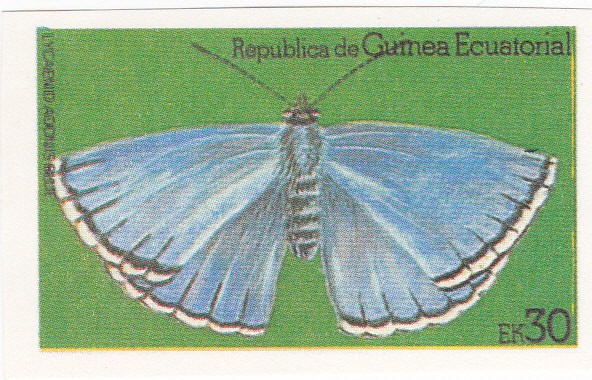 mariposa