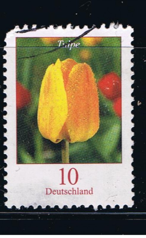 Tulpe