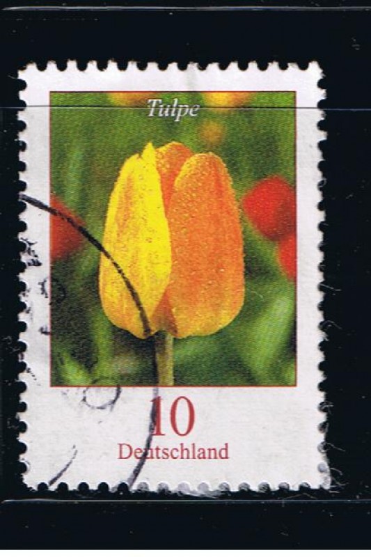 Tulpe