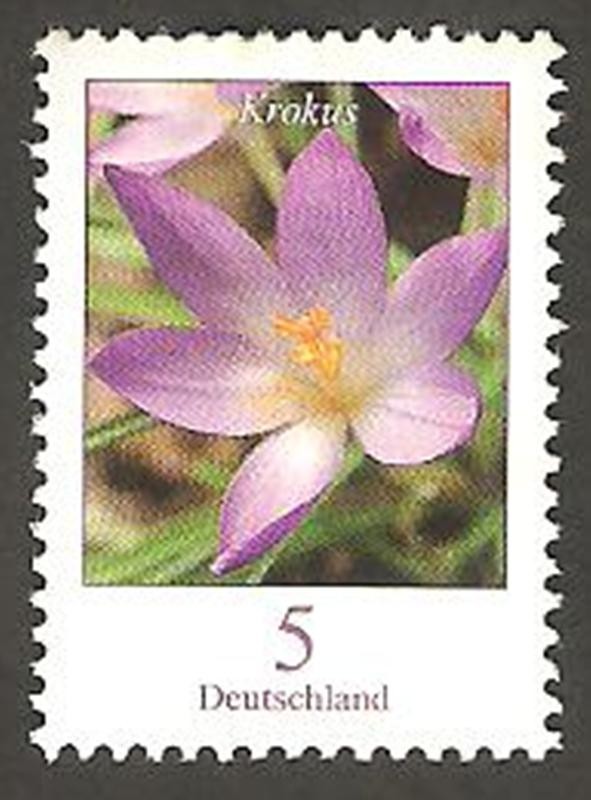 2305 - flor krokus