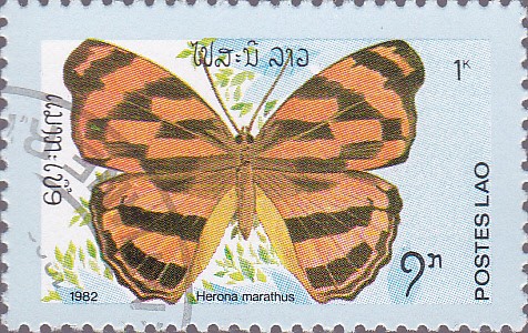 mariposas