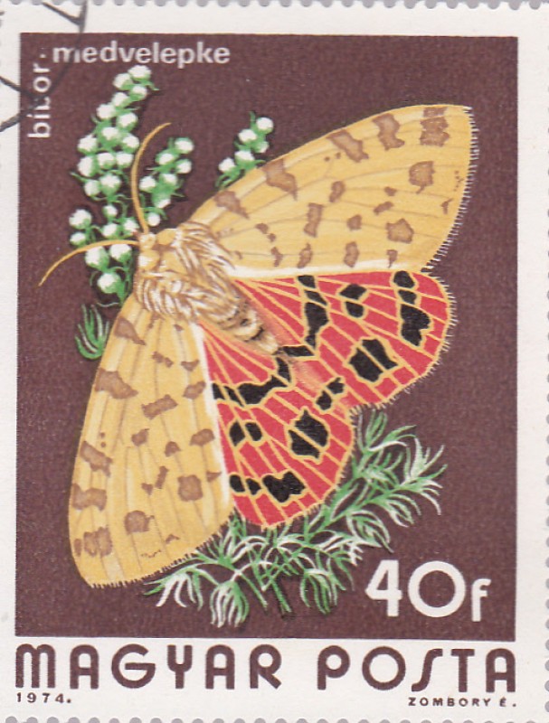 mariposas