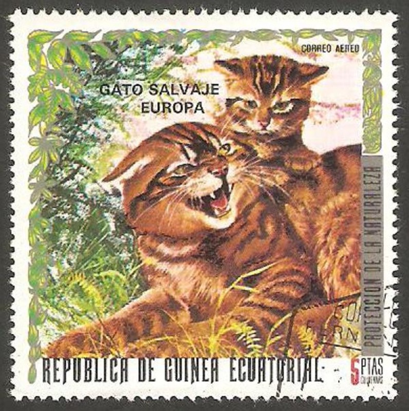 Gato salvaje de Europa