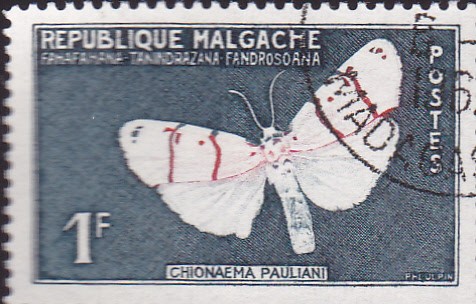 mariposas