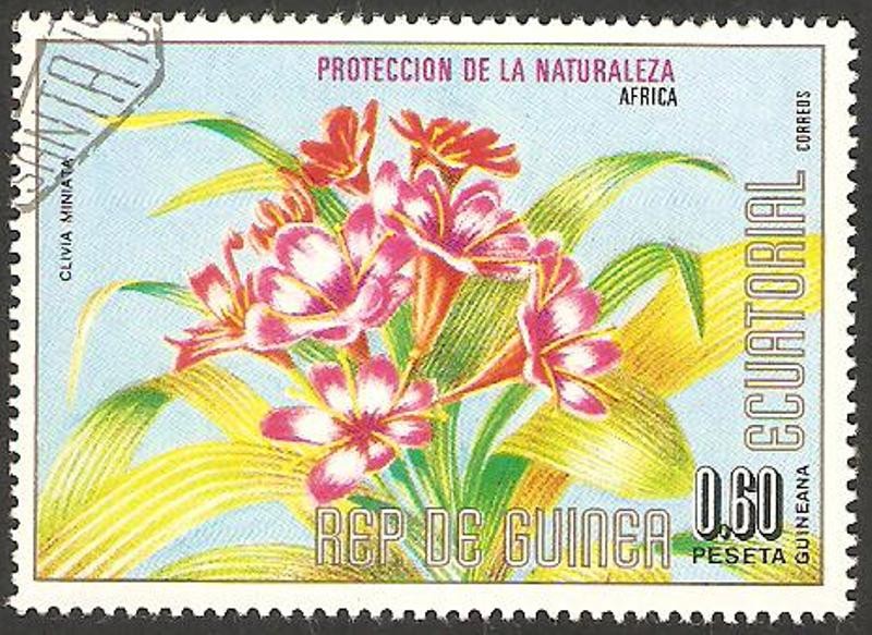 flor clivia miniata