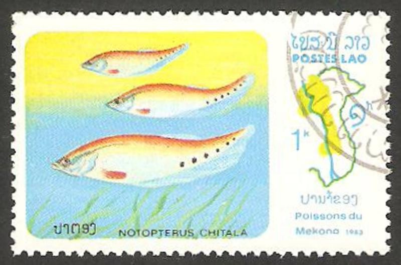 493 - Peces de Mekong, notopterus chitala