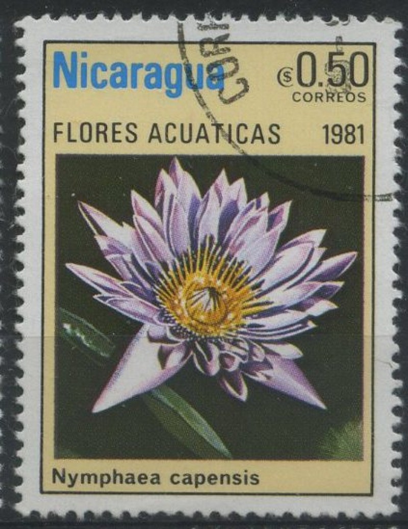 S1114 - Flores acuáticas