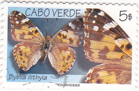 mariposas