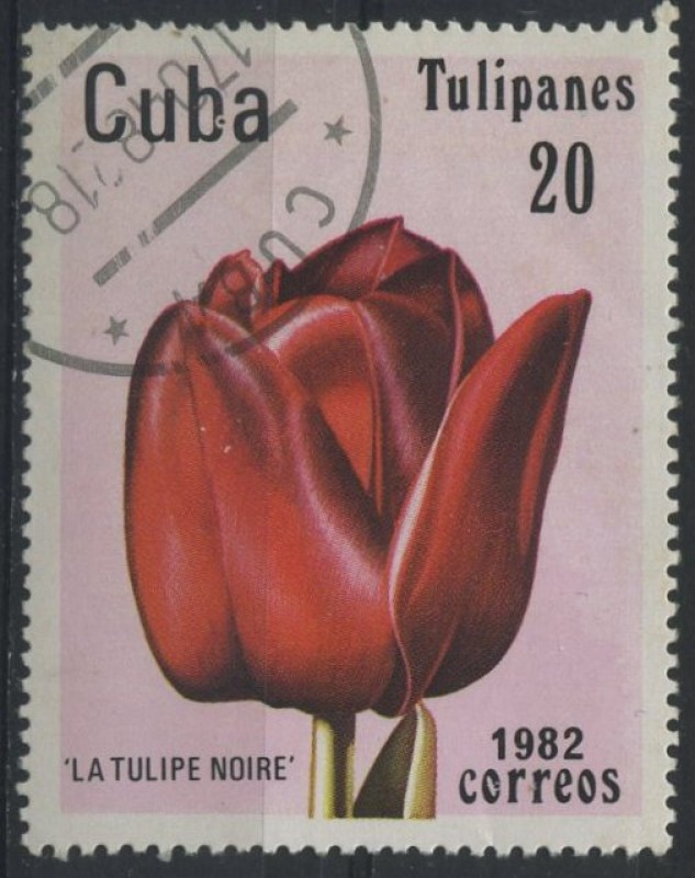 Tulipanes - La Tulipe noire