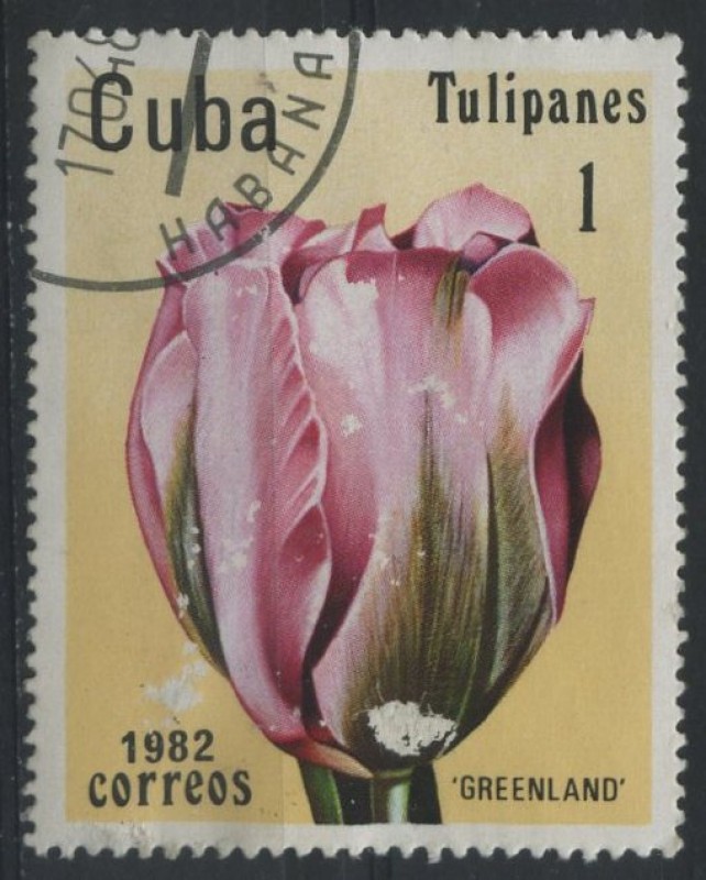 Tulipanes - Greenland