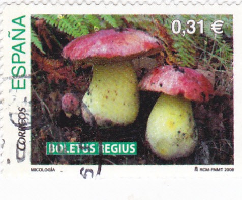 micología-boletus regius