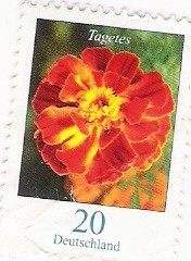 Tagetes