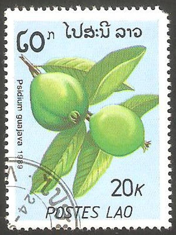 psidium guajava