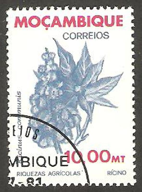 flor ricinus communis