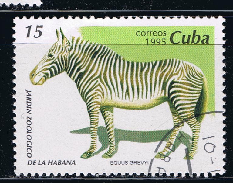 Jardín Zoológico de La Habana  Equus grevyi