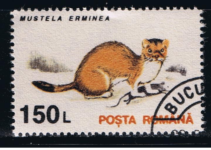 Mustela erminea