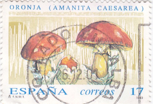 Amanita caesarea    (A)