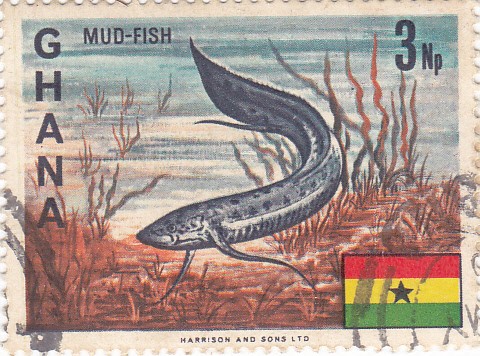 Mud-fish