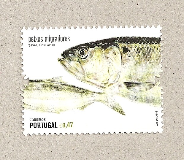 Peces migratorios