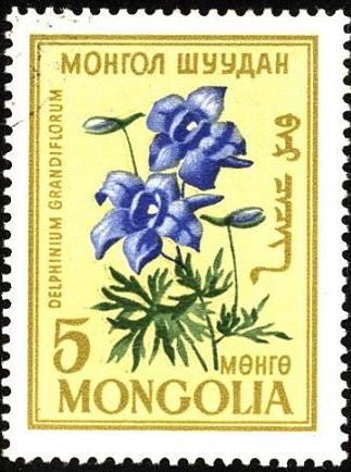 Flores de Mongolia. Delphinium grandiflorum.