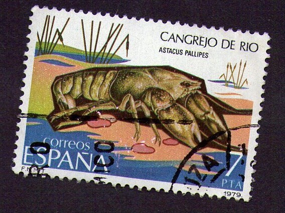 cangrejo de rio