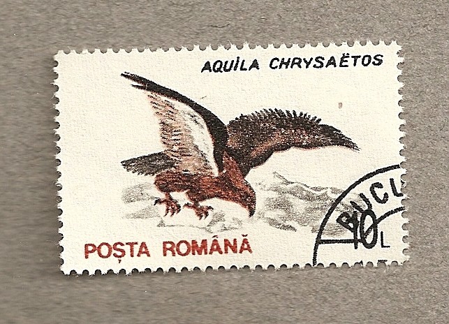 Ave Aquila chrysaetos