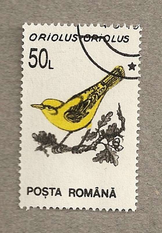 Oriolus oriolus