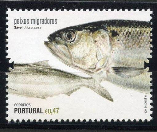 Peces Migratorios