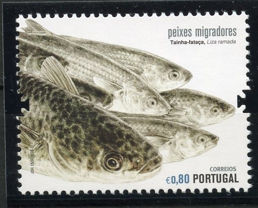 Peces Migratorios