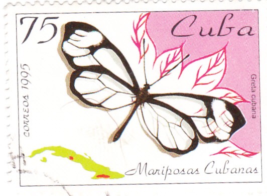 mariposas cubanas