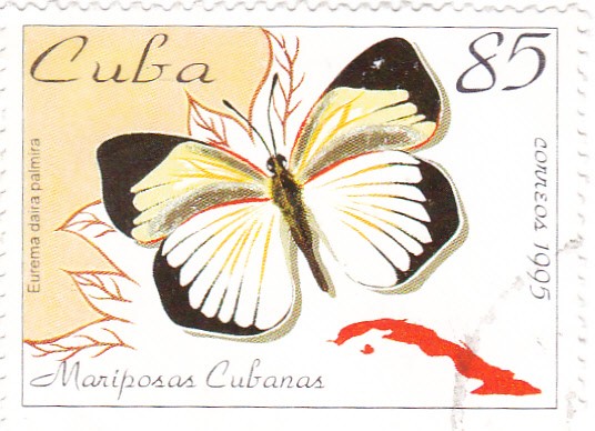 mariposas cubanas