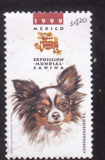 Exposición mundial canina-Chihuahueño