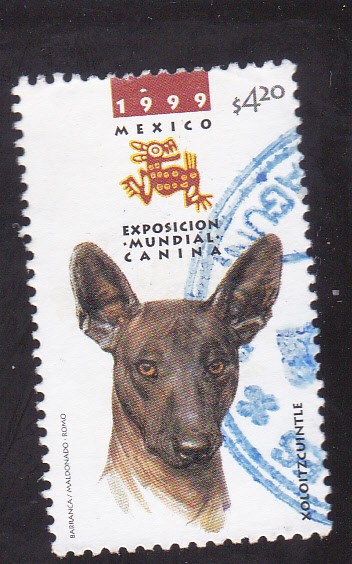 Exposición mundial canina-