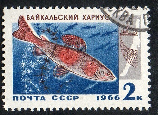 Baikal fish