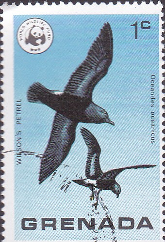 pajaros