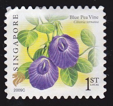 SINGAPUR - FLORES BLUE PEA VINE