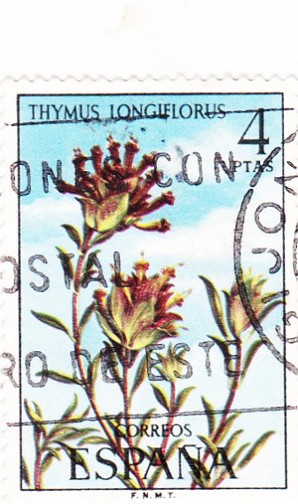 Thymus longiflorus     (E)