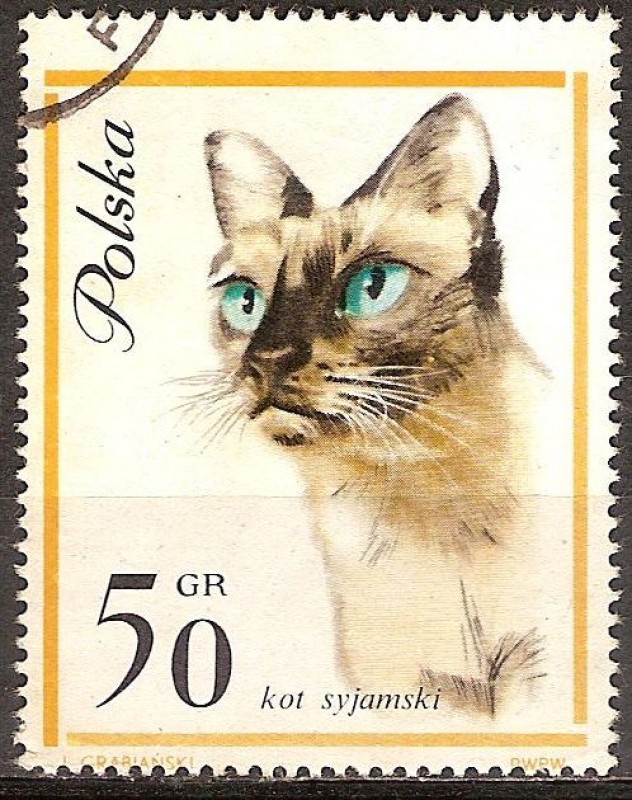 Gato  Siamés.