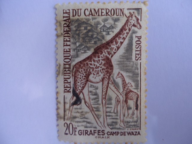 Girafes - Camp de Waza.-Rep.Federale Du Camerun.