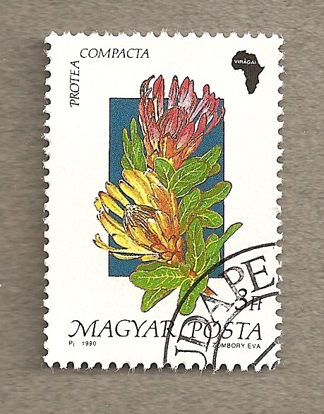 Flora africana