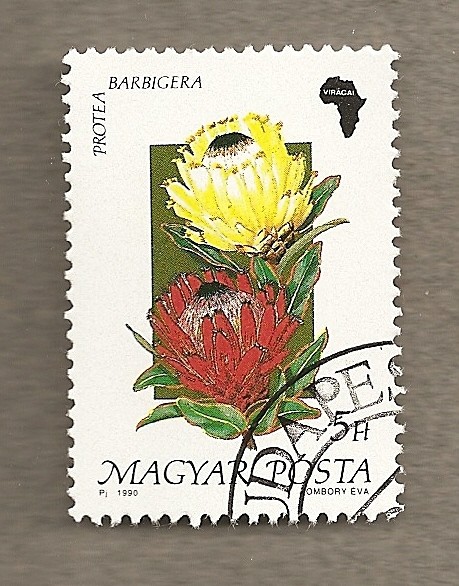 Flora africana