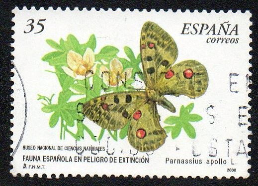 Fauna española en peligro de extinción - Parnassius Apollo