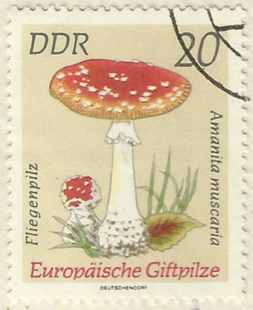 AMANITA MUSCARIA