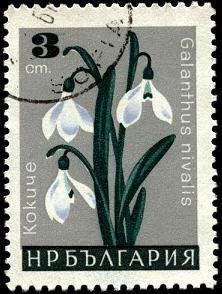 Galanthus nivalis.