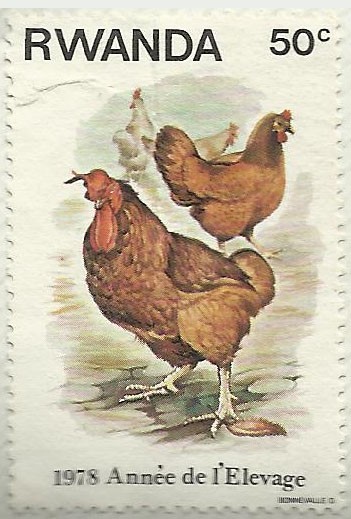 AÑO DE LA GANADERIA - GALLINAS