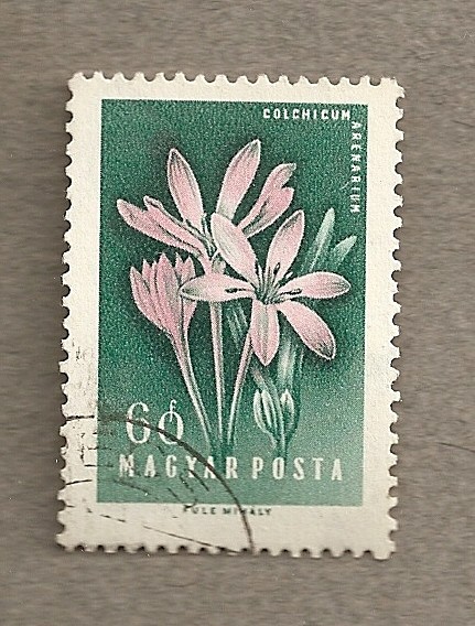 Cochicum arenarium